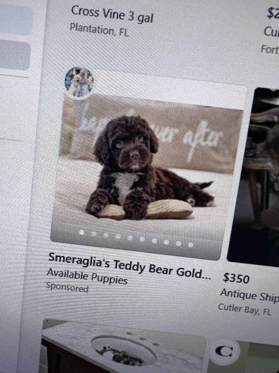 Teddy-bear-faced Goldendoodle puppy