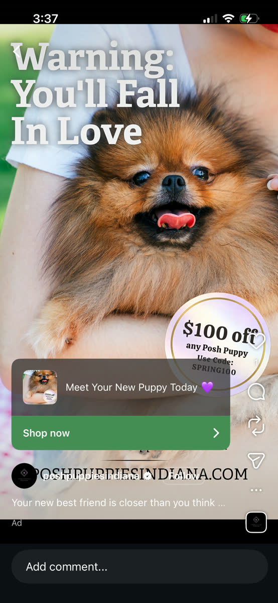 Orange Pomeranian puppy