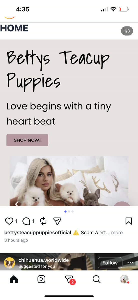 Two fluffy Pomeranian puppies and a French Bulldog