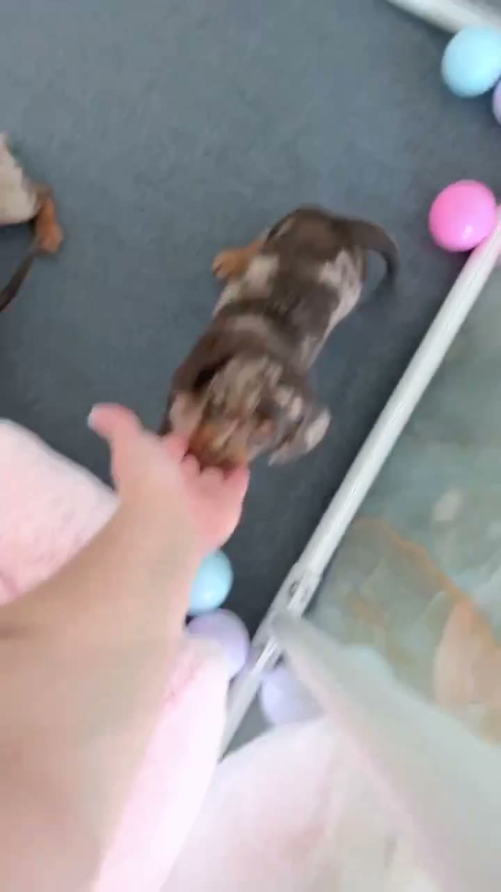 Dapple puppy playing in a ball pit