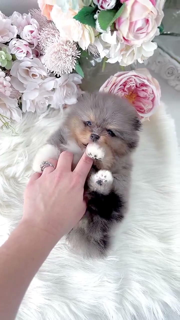 Fluffy Pomeranian puppy