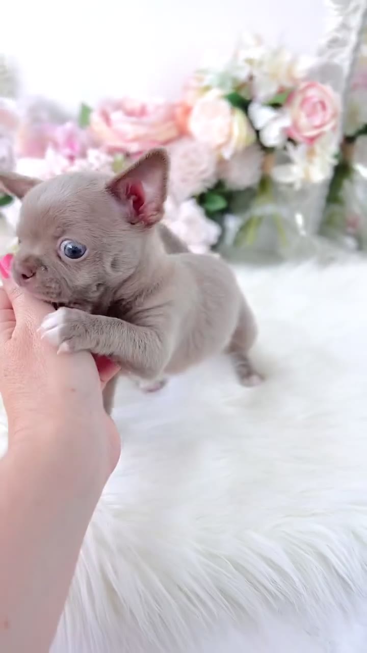 Blue-eyed lilac Chihuahua puppy