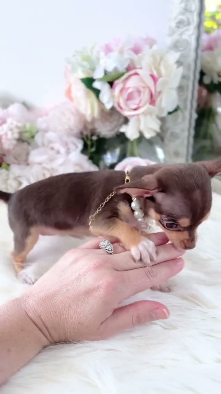 Chihuahua puppy wearing pearls