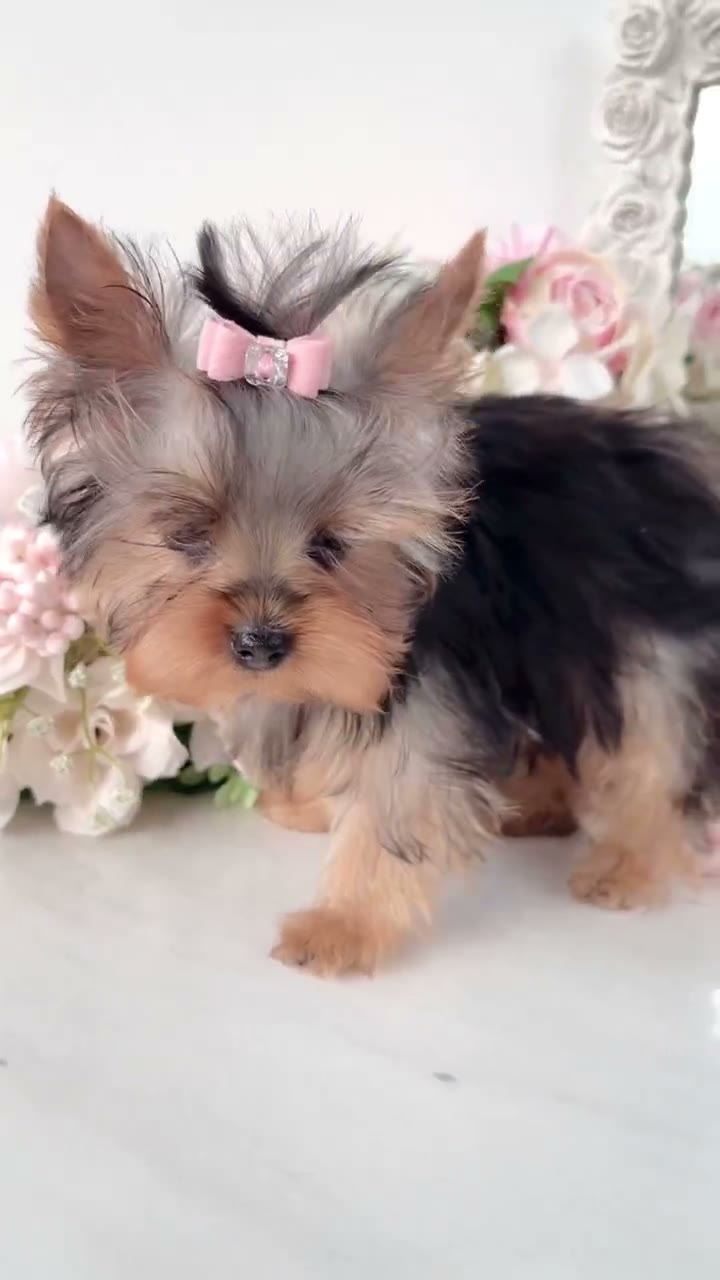 Cleo, a Yorkie puppy with a pink bow