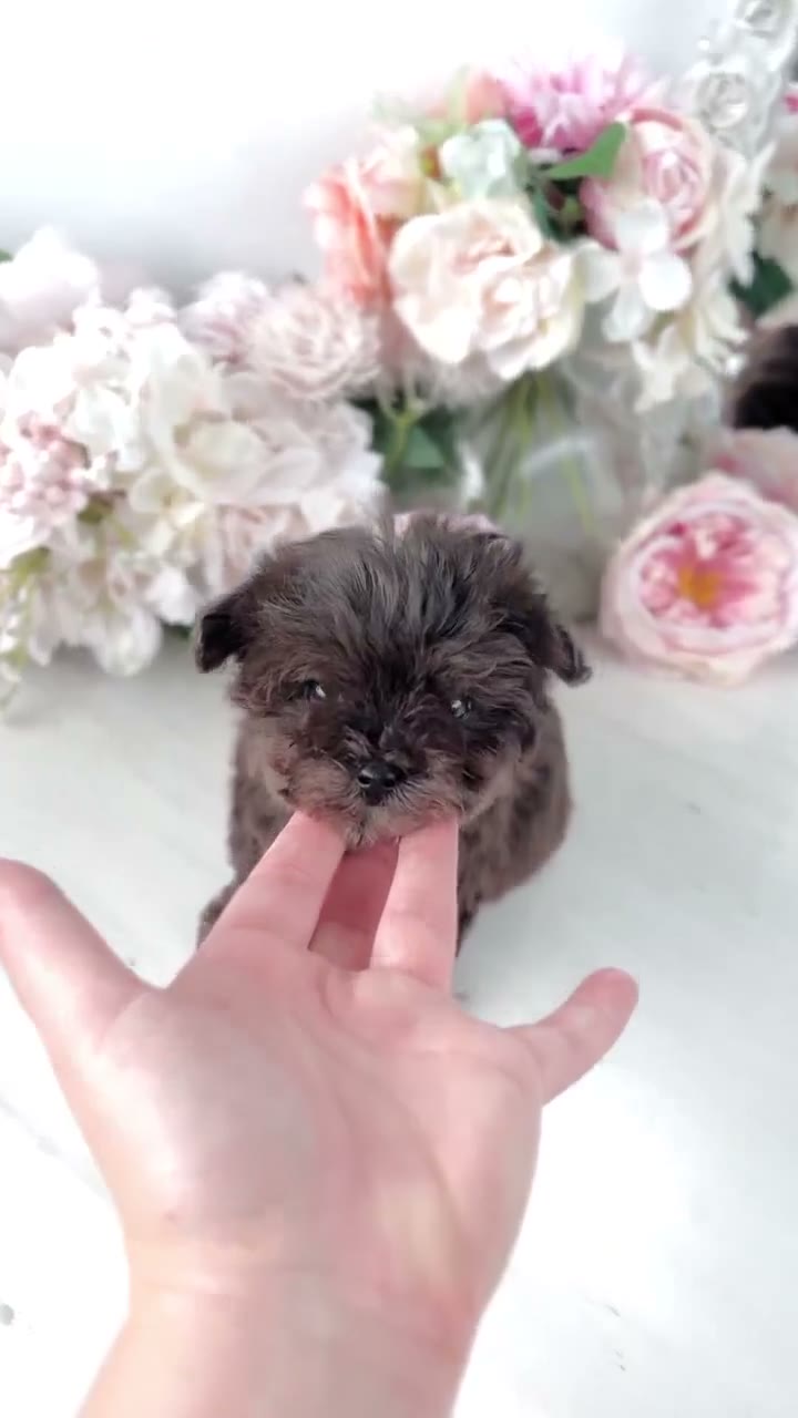 Scruffy-coated puppy