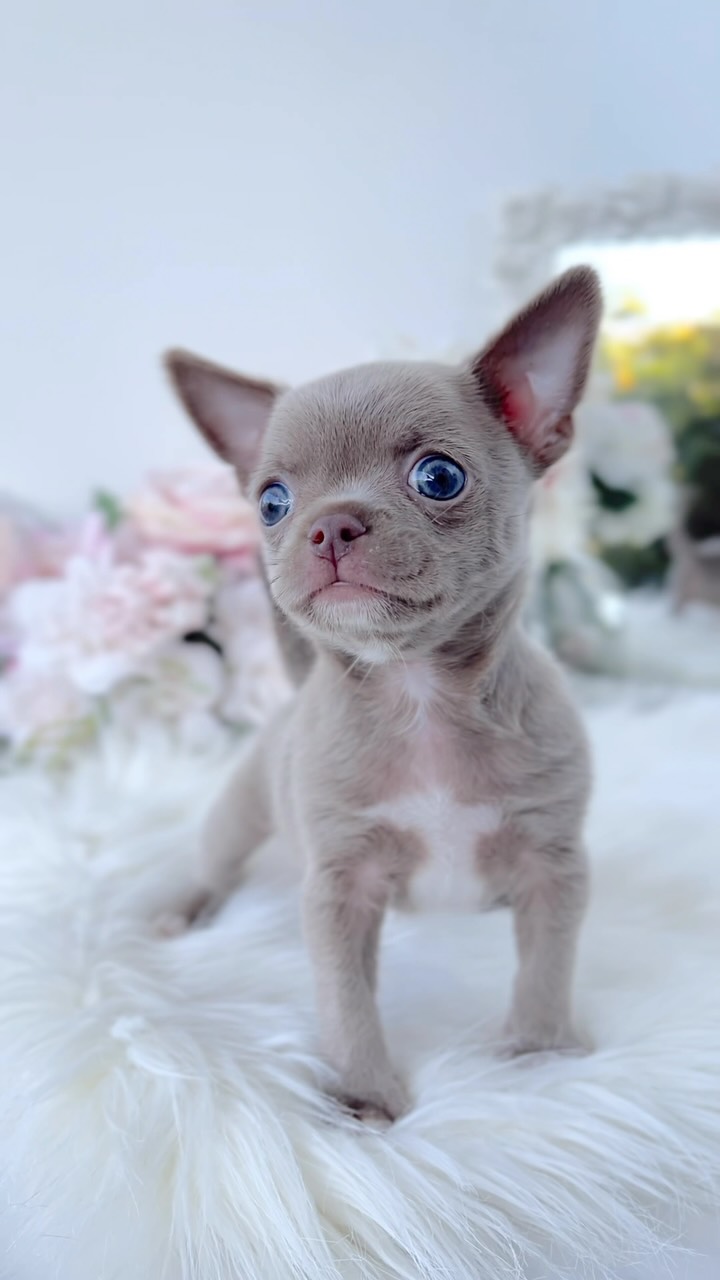 Chihuahua puppy with a lilac-colored coat and blue eyes