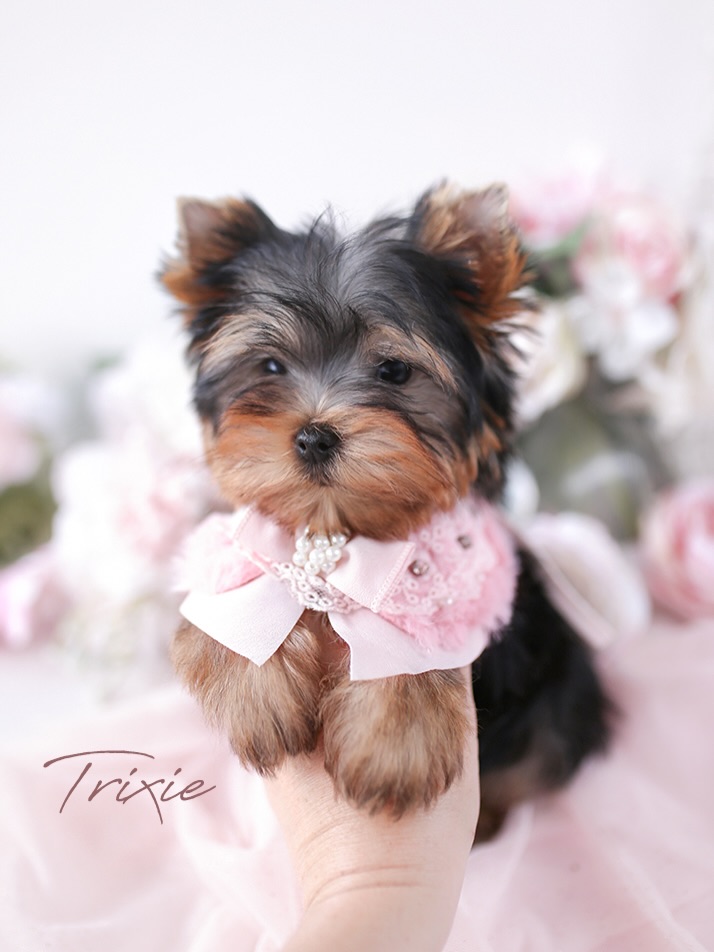 A Yorkie puppy dressed up in pink