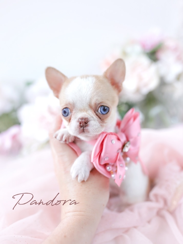 Chihuahua puppy
