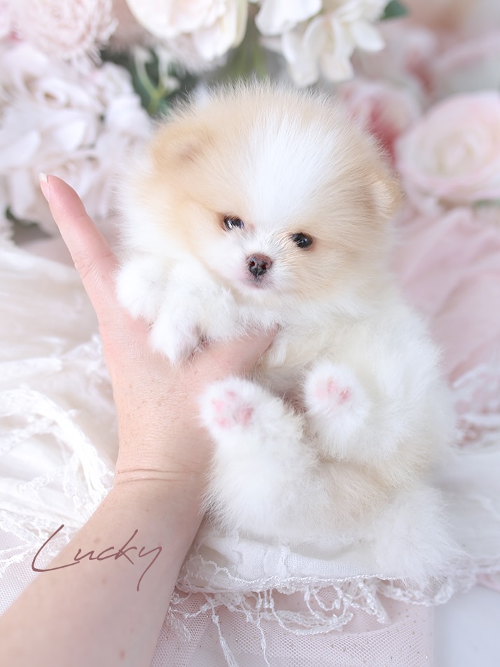 Pomeranian puppy