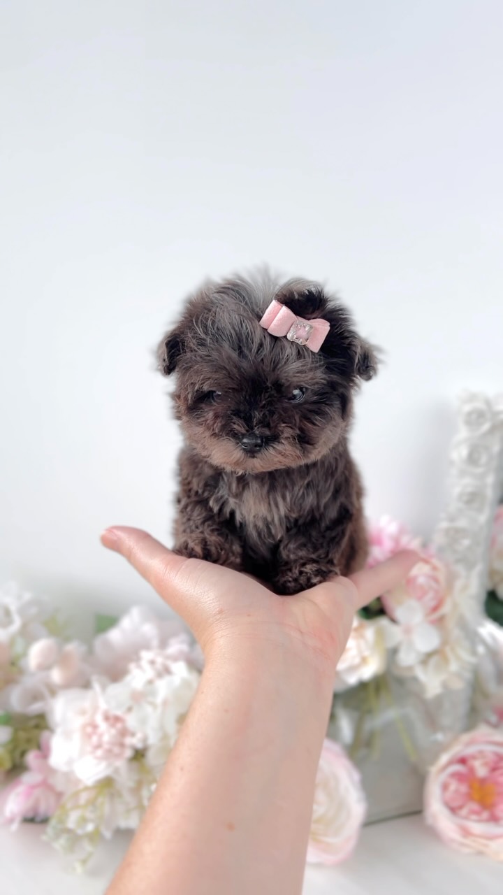 Designer breed puppy