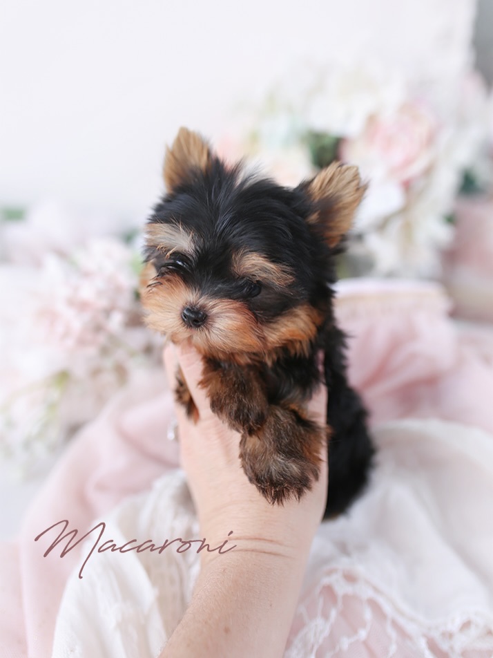 A Yorkie puppy