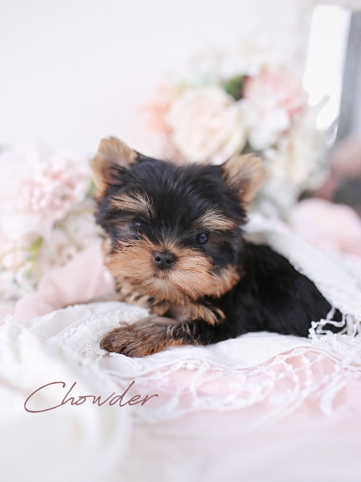 A Yorkie puppy