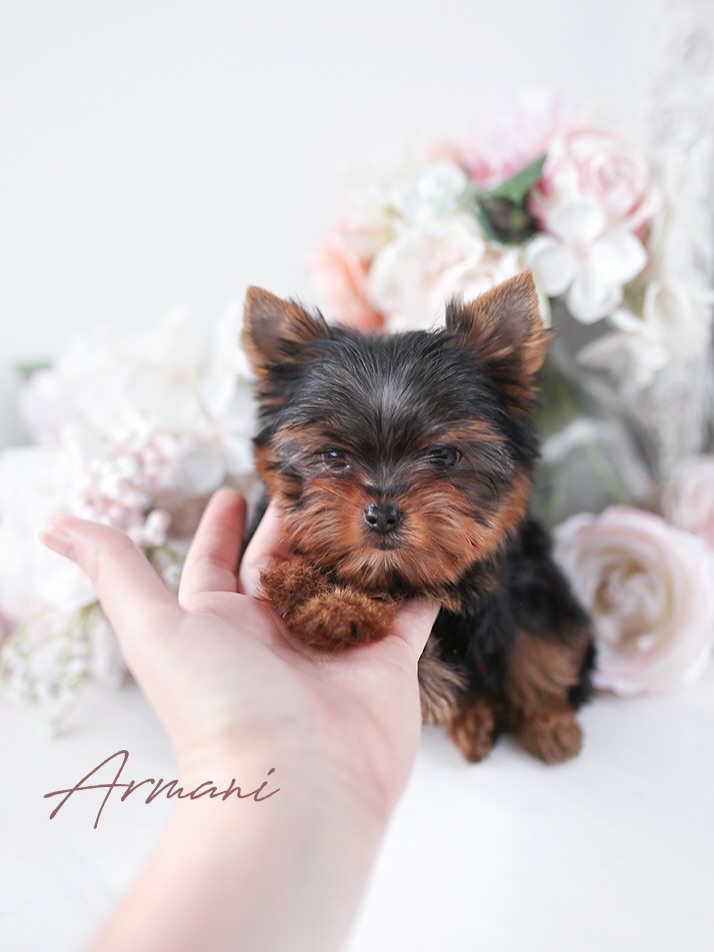 A Yorkie puppy