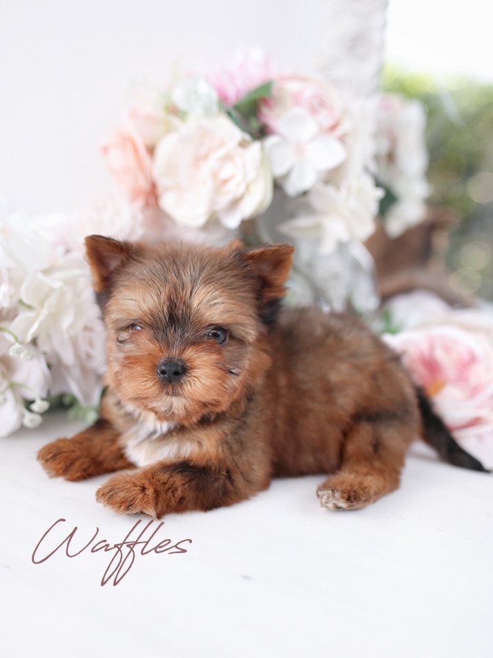 Teacup Yorkie puppy