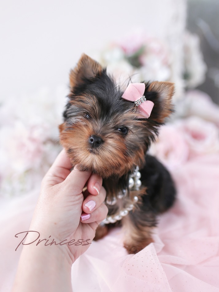 Teacup Yorkie puppy