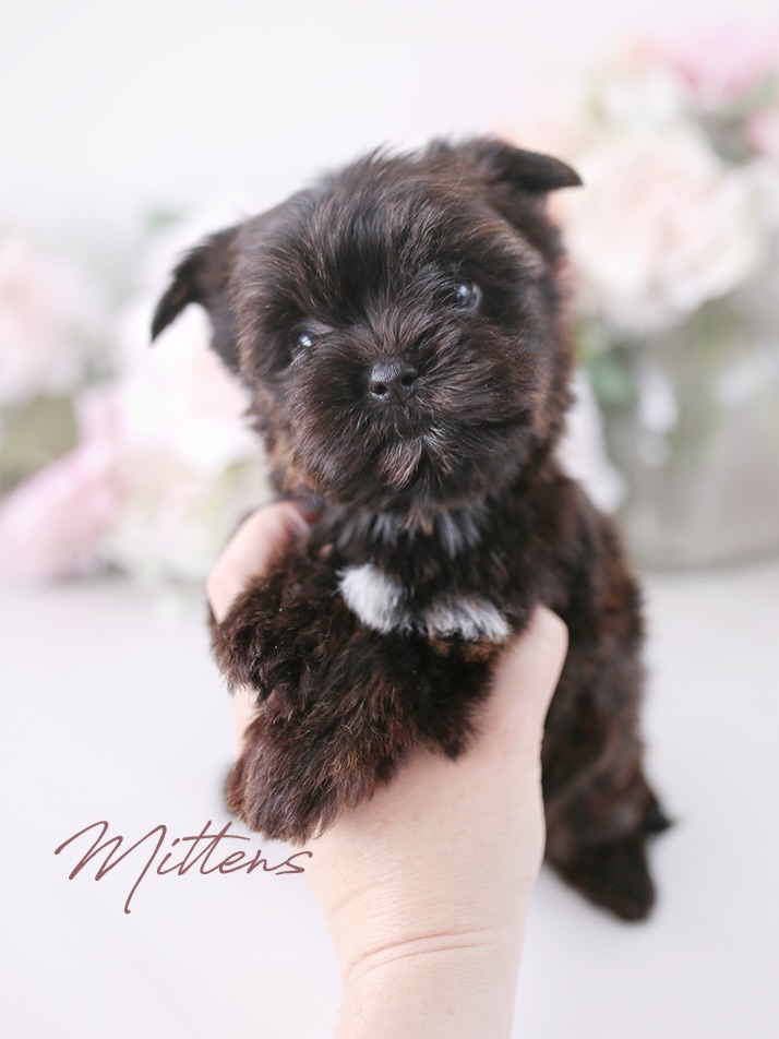 Teacup mixed-breed puppy