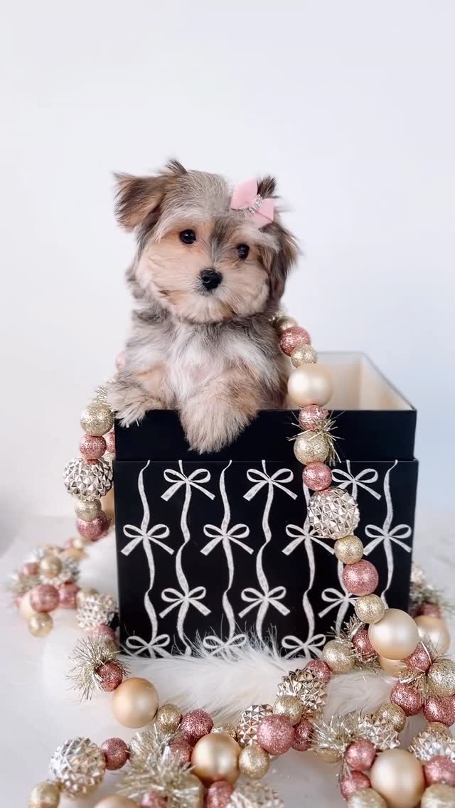 Yorkie puppy in a gift box with ornaments