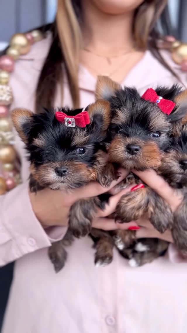 Three Yorkie puppies together