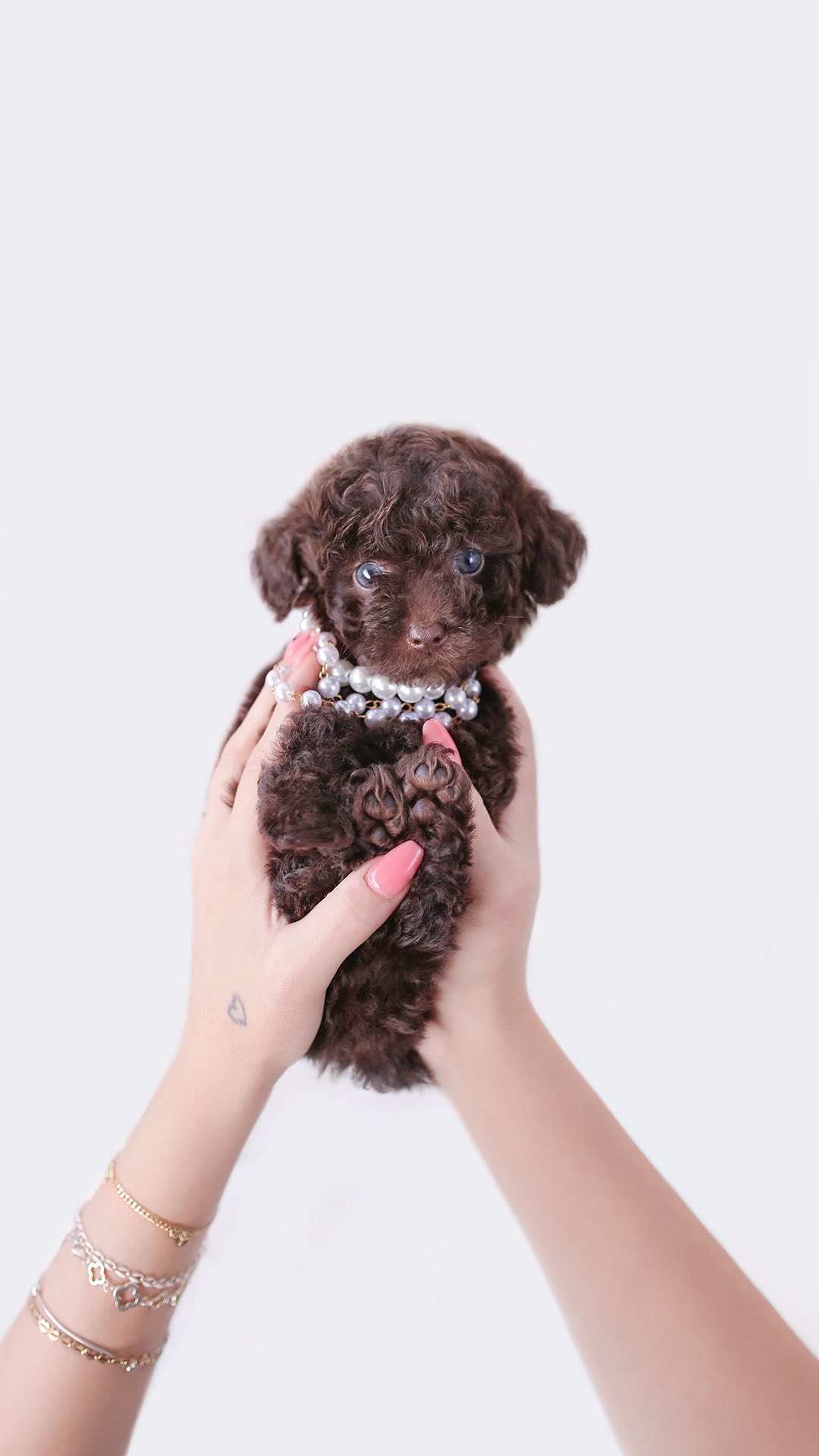Chocolate and tan puppy wearing a pearl necklace