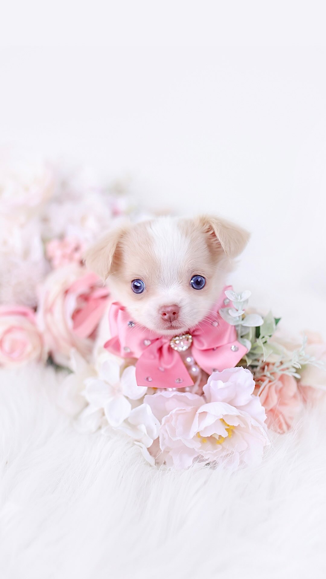 Black Pomeranian puppy with a pink bow
