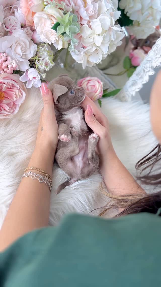 Yorkie puppy being held by a team member