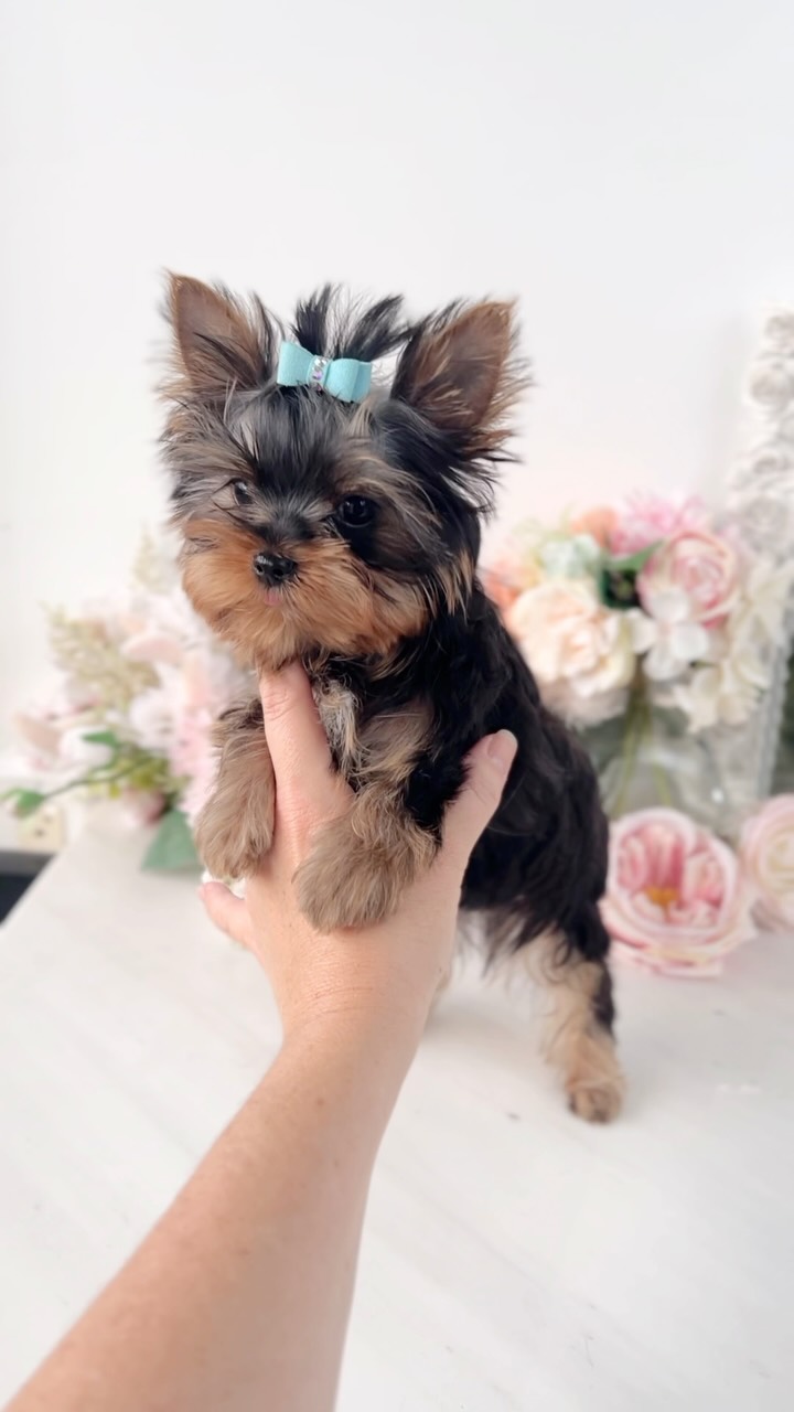 Yorkie puppy standing on a table