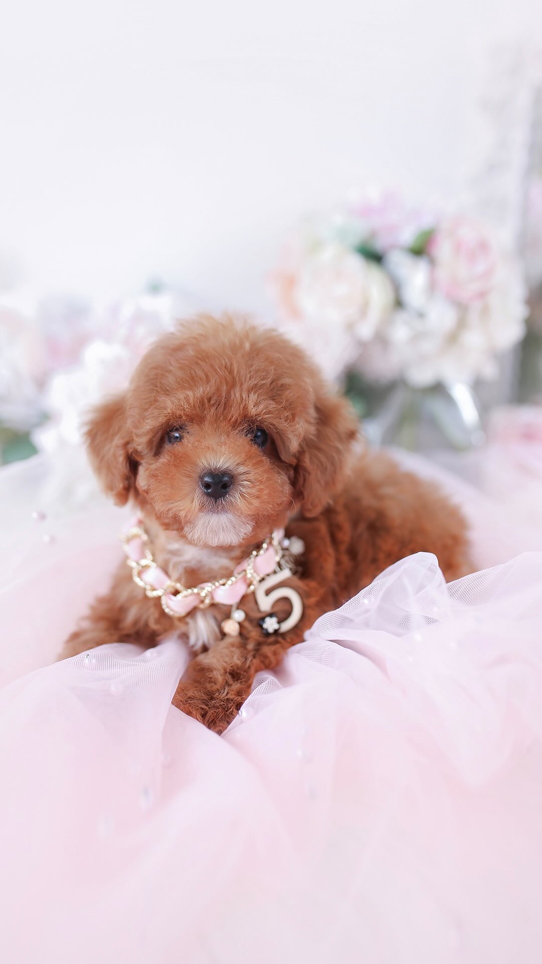 Yorkie puppy with a bow, held in a hand
