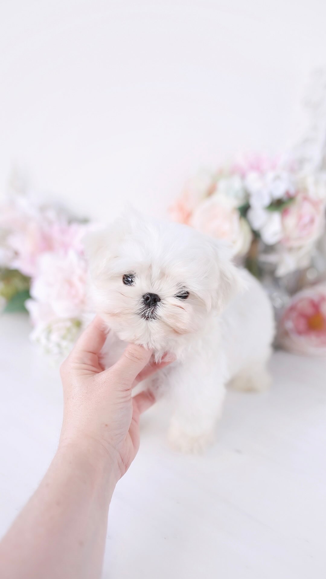 Pomeranian puppy with a blue bow