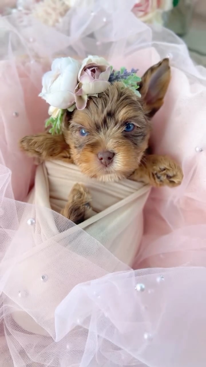 Merle Yorkie puppy in a blanket