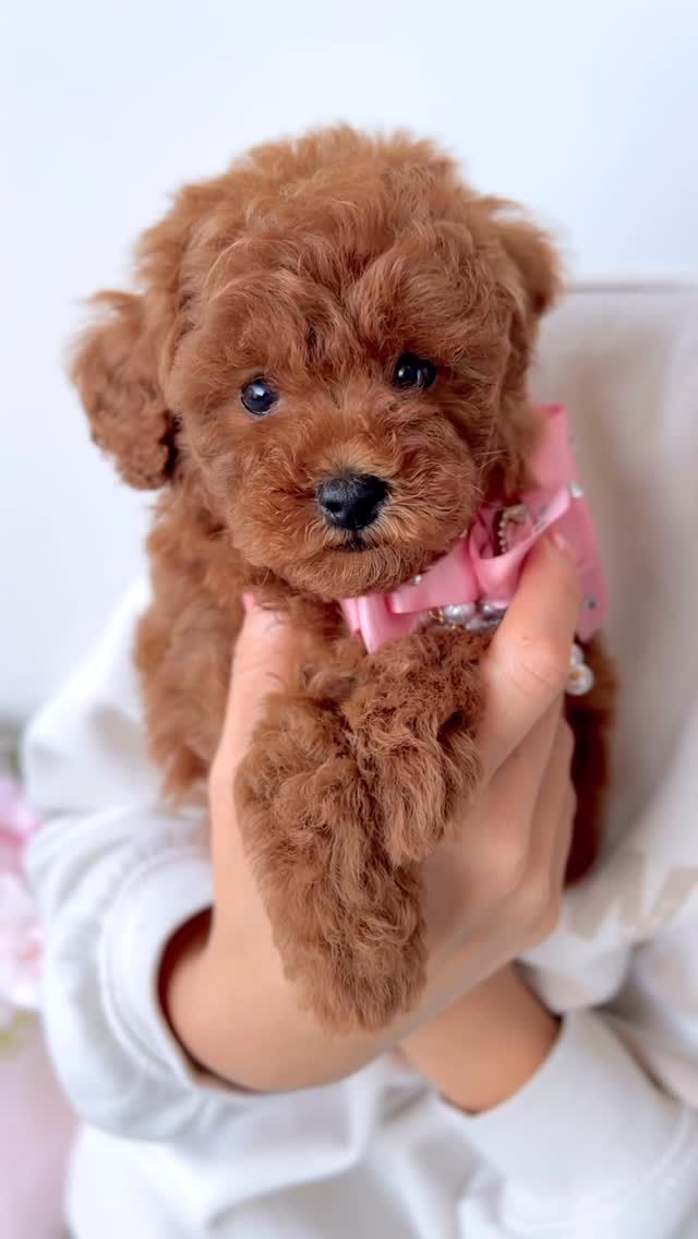 Team member holding a Yorkie puppy