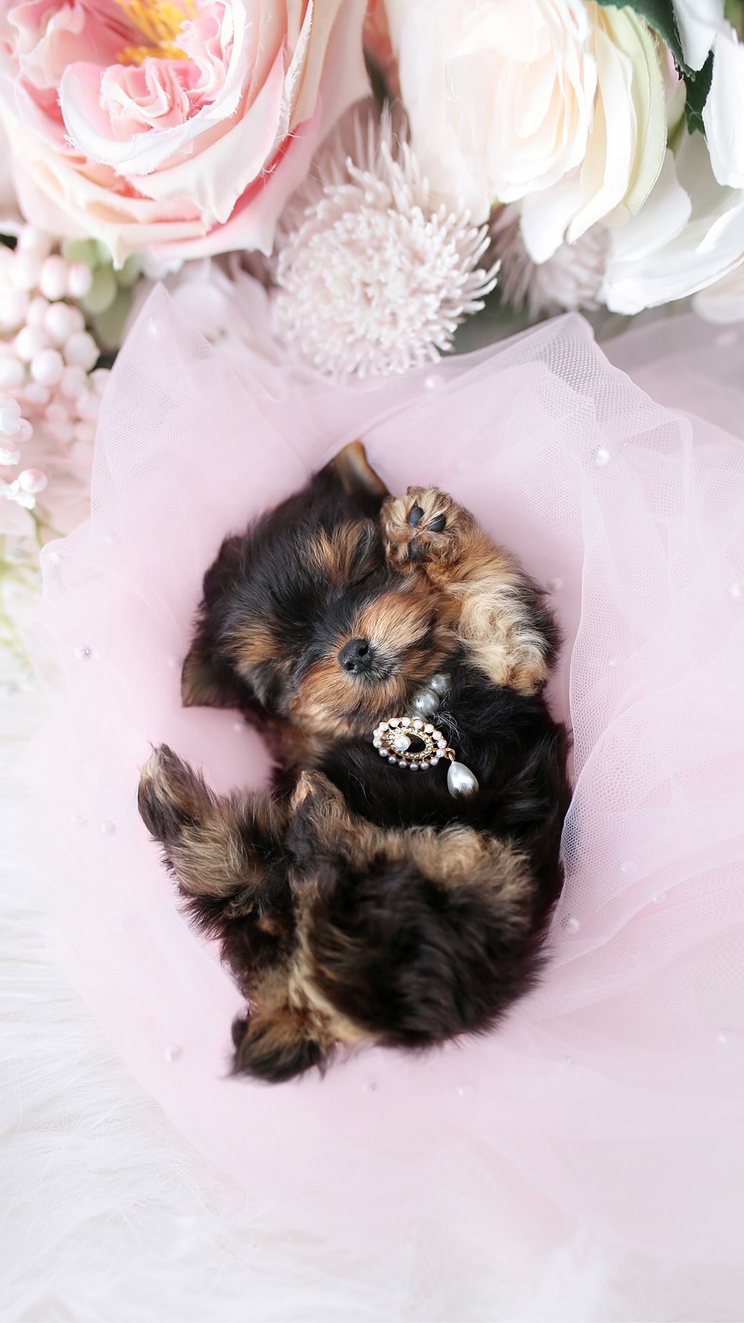 Chihuahua puppy with pearl necklace
