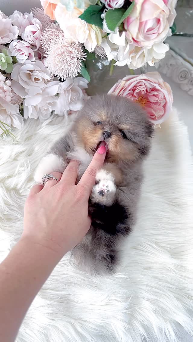 Dark-coated designer breed puppy