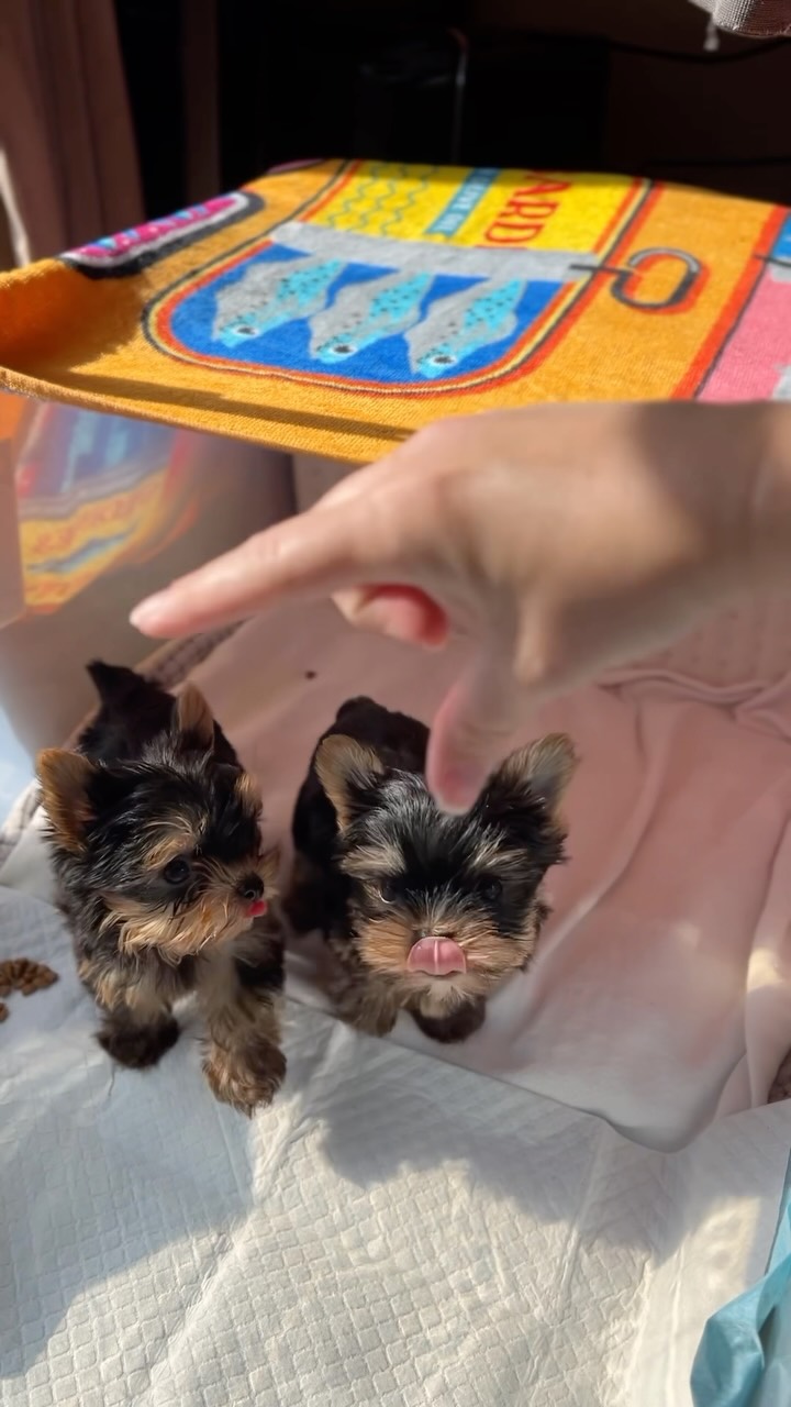 TeaCups puppy photo 1