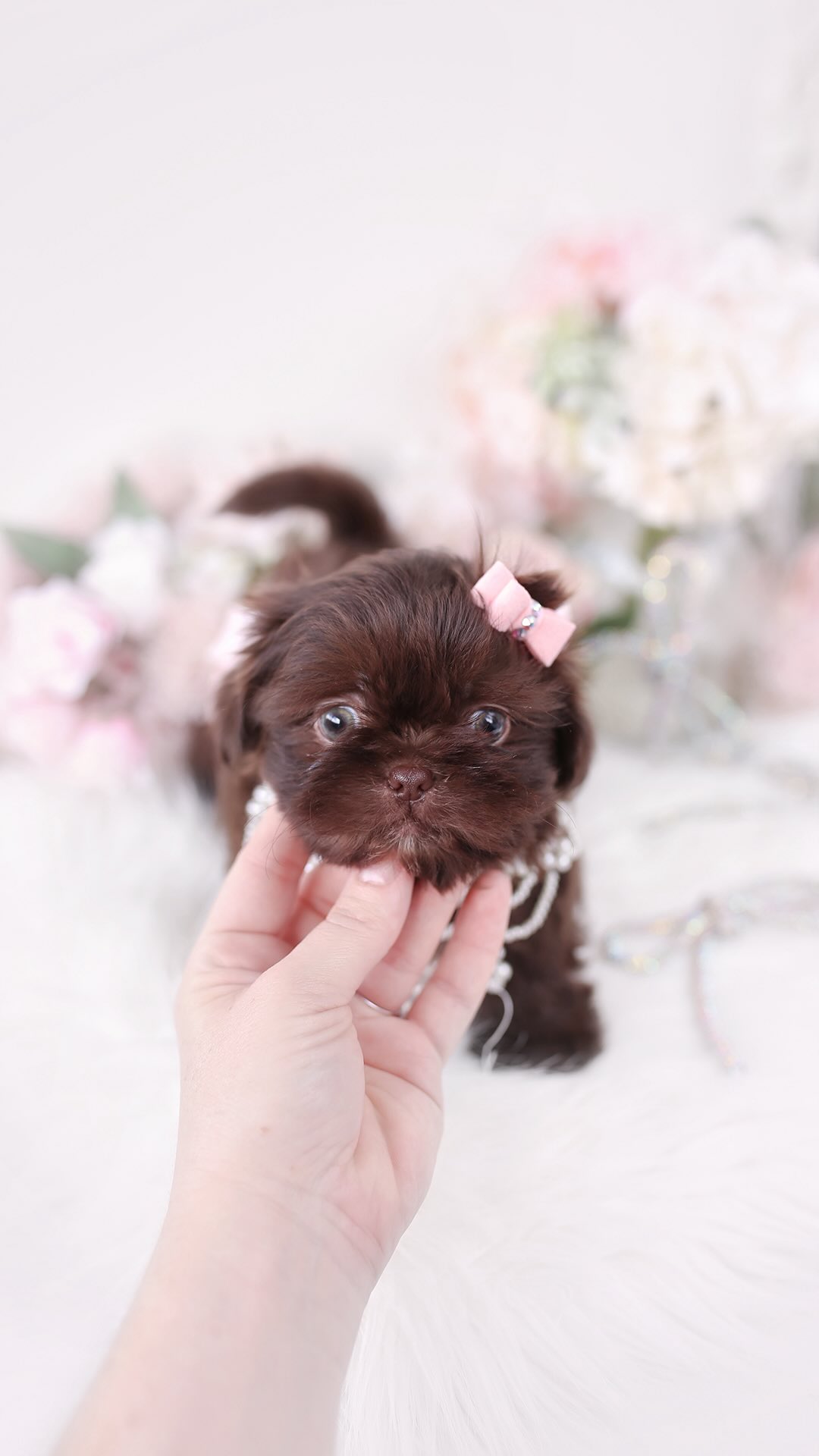 TeaCups puppy photo 3