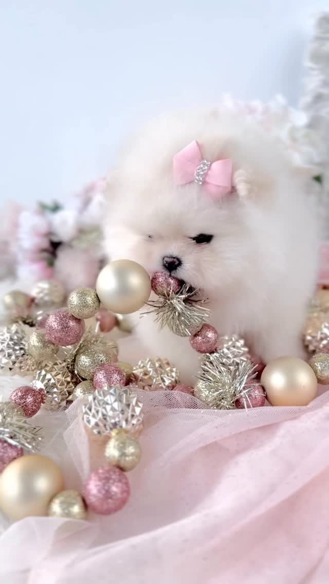 TeaCups puppy photo 4