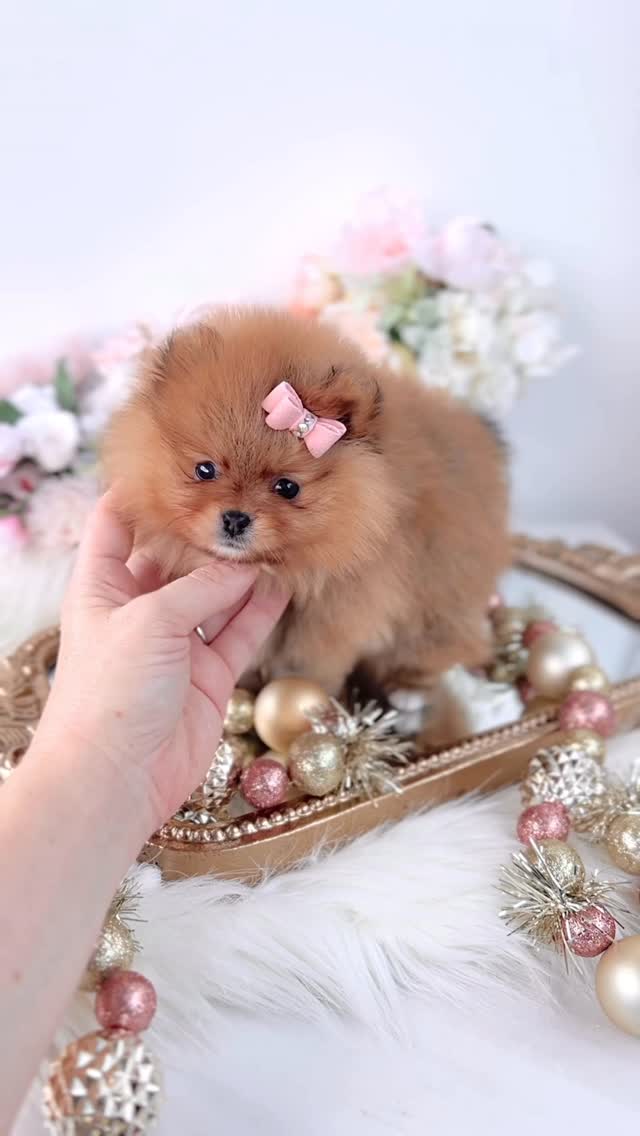 TeaCups puppy photo 5