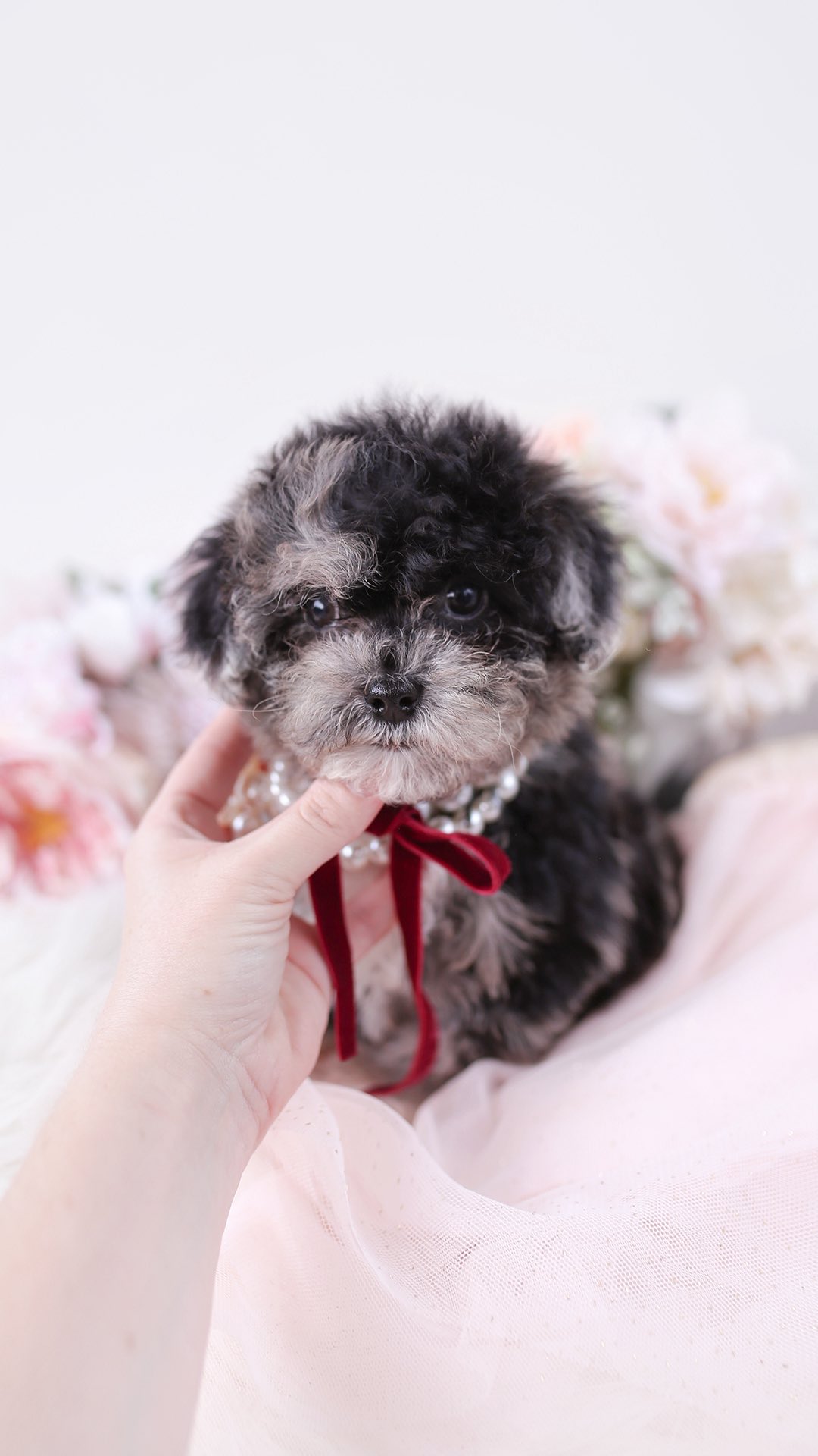 TeaCups puppy photo 7