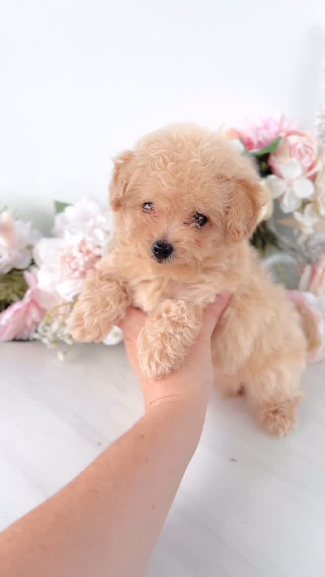 TeaCups puppy photo 8