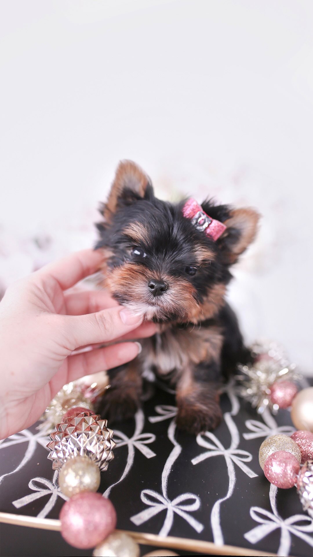 TeaCups puppy photo 9