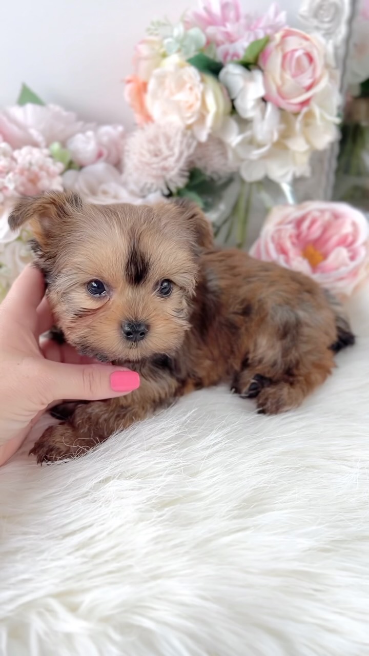 TeaCups puppy photo 10