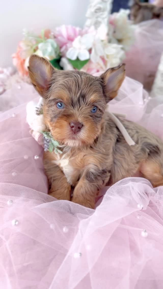 TeaCups puppy photo 11
