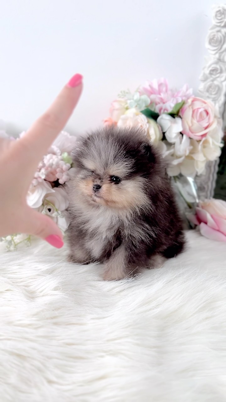 TeaCups puppy photo 12