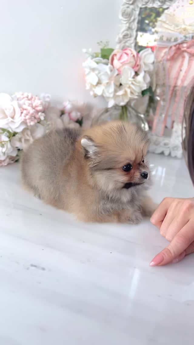 TeaCups puppy photo 13