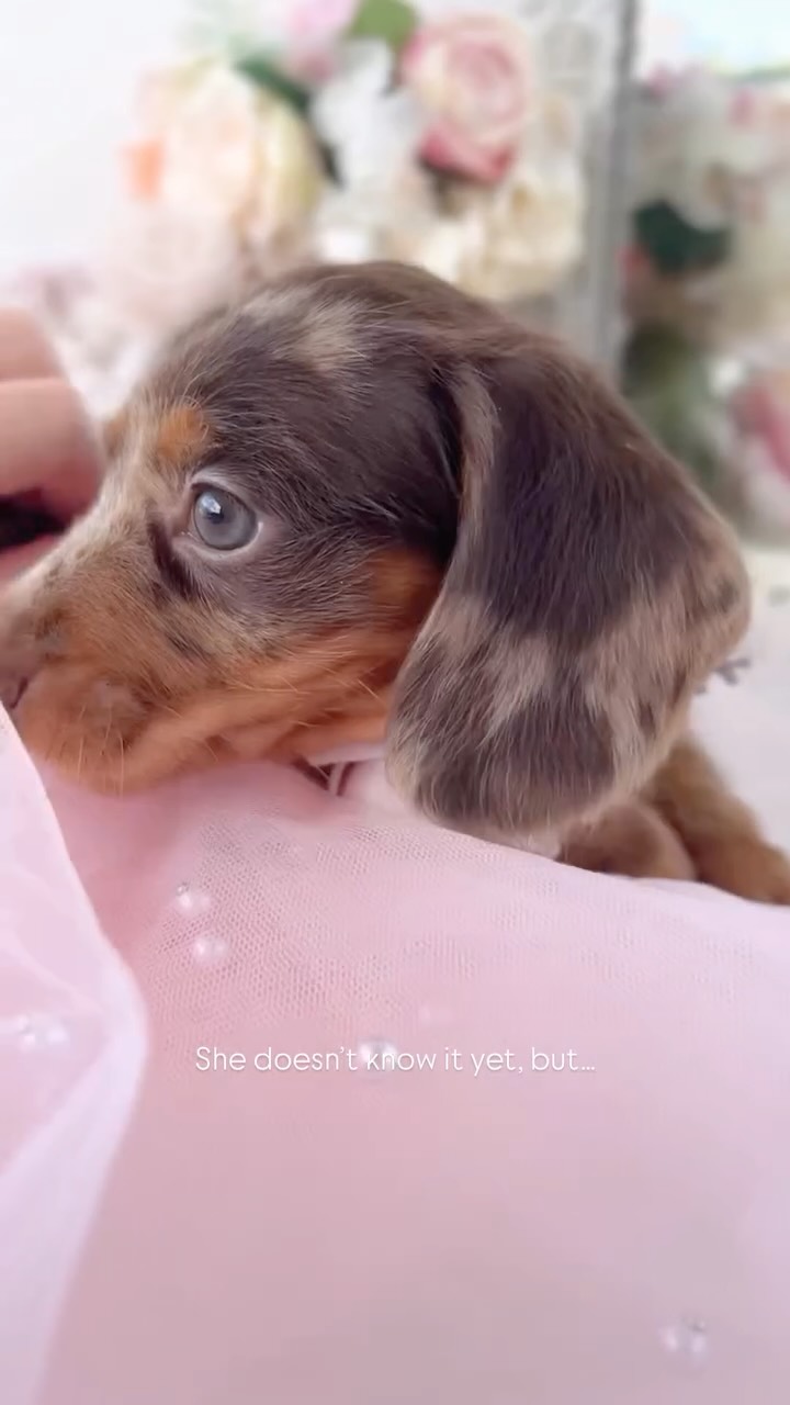 TeaCups puppy photo 15