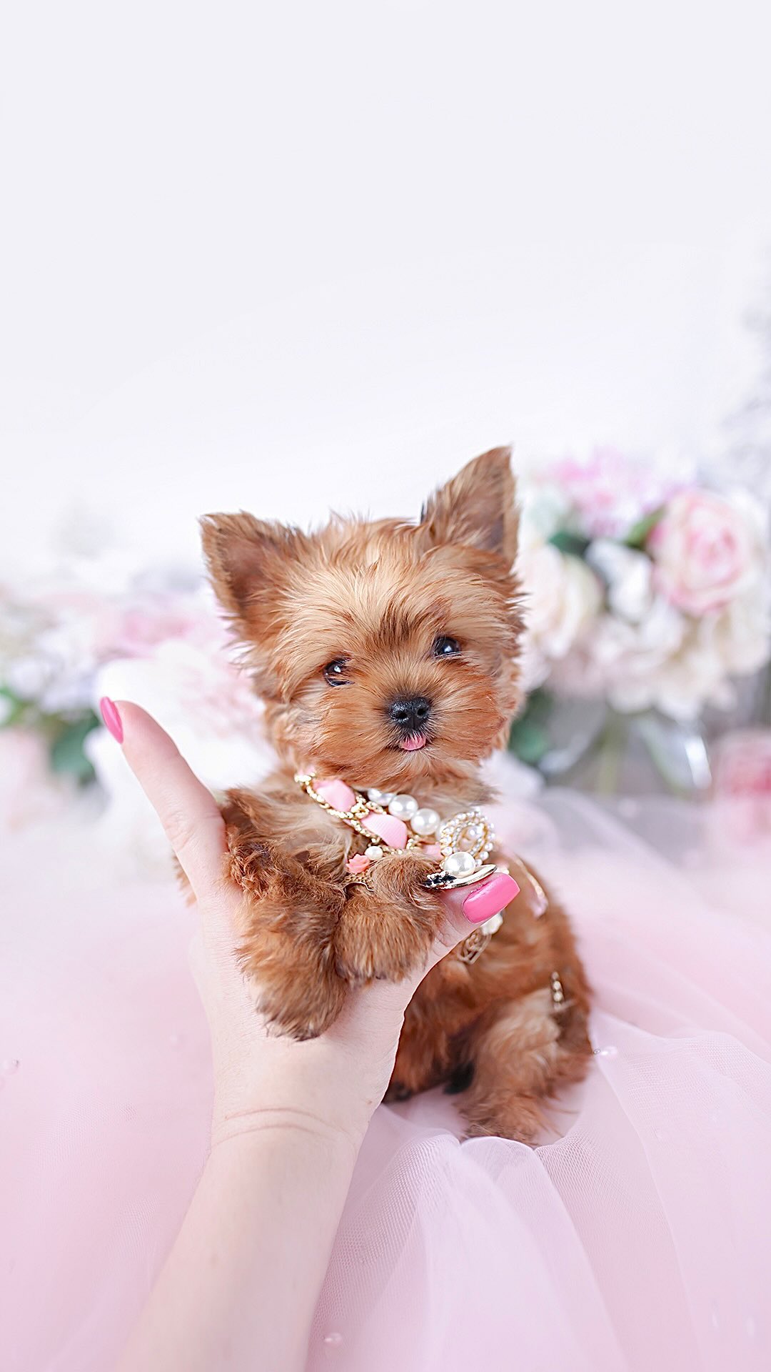 TeaCups puppy photo 16