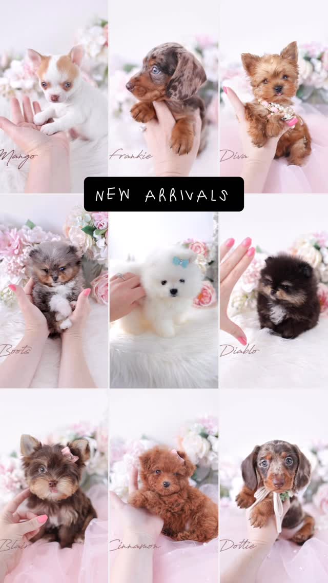 TeaCups puppy photo 17