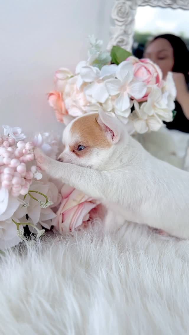 TeaCups puppy photo 18