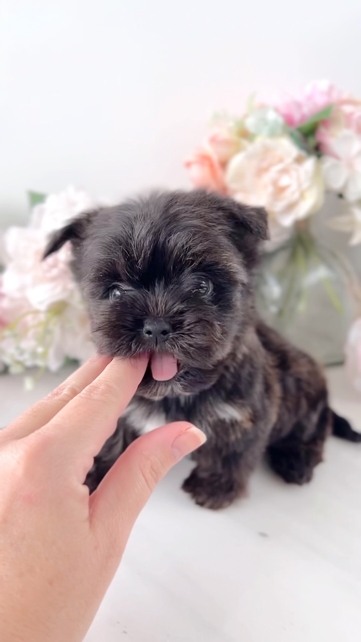 TeaCups puppy photo 19