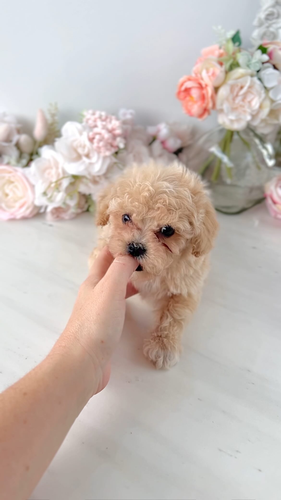 TeaCups puppy photo 20