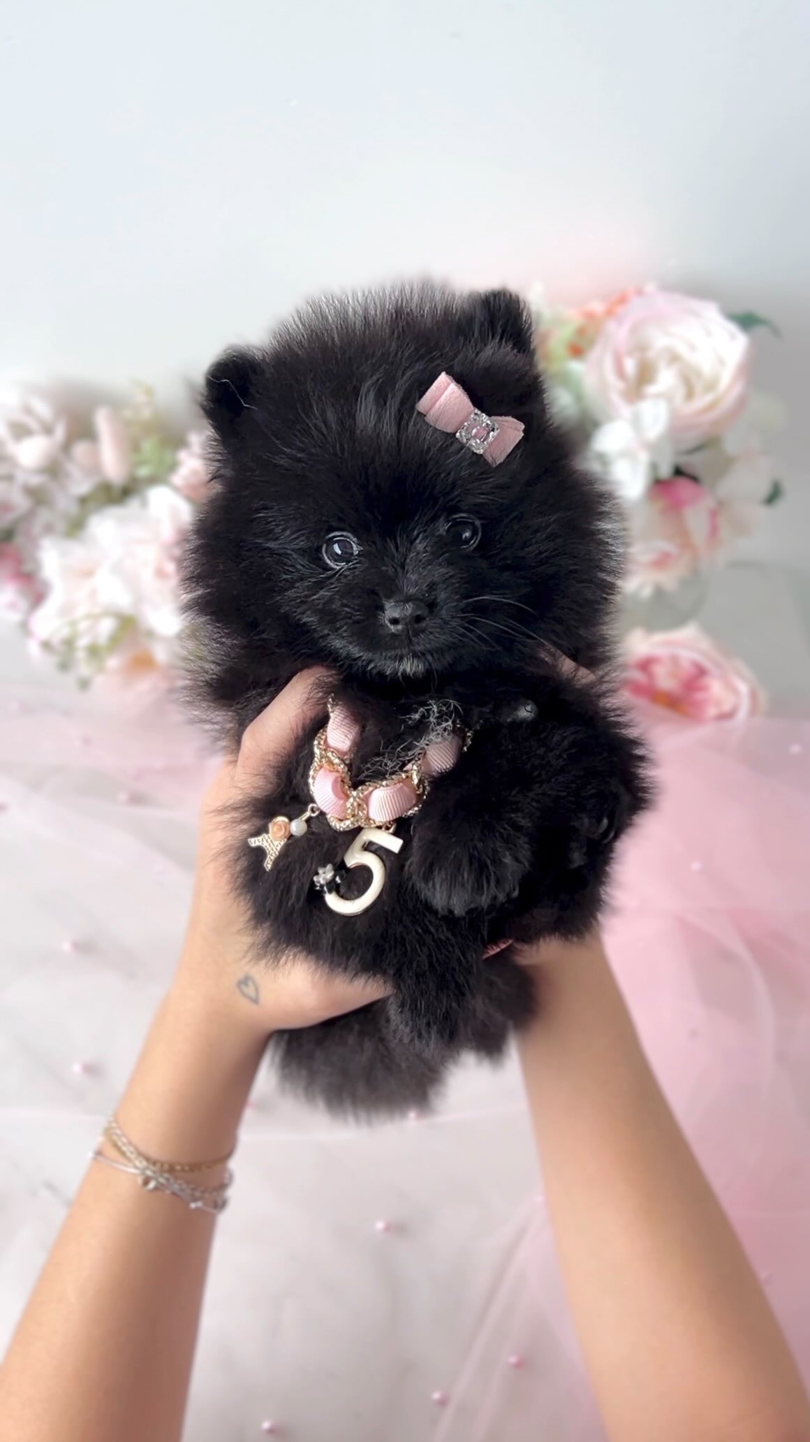 TeaCups puppy photo 21